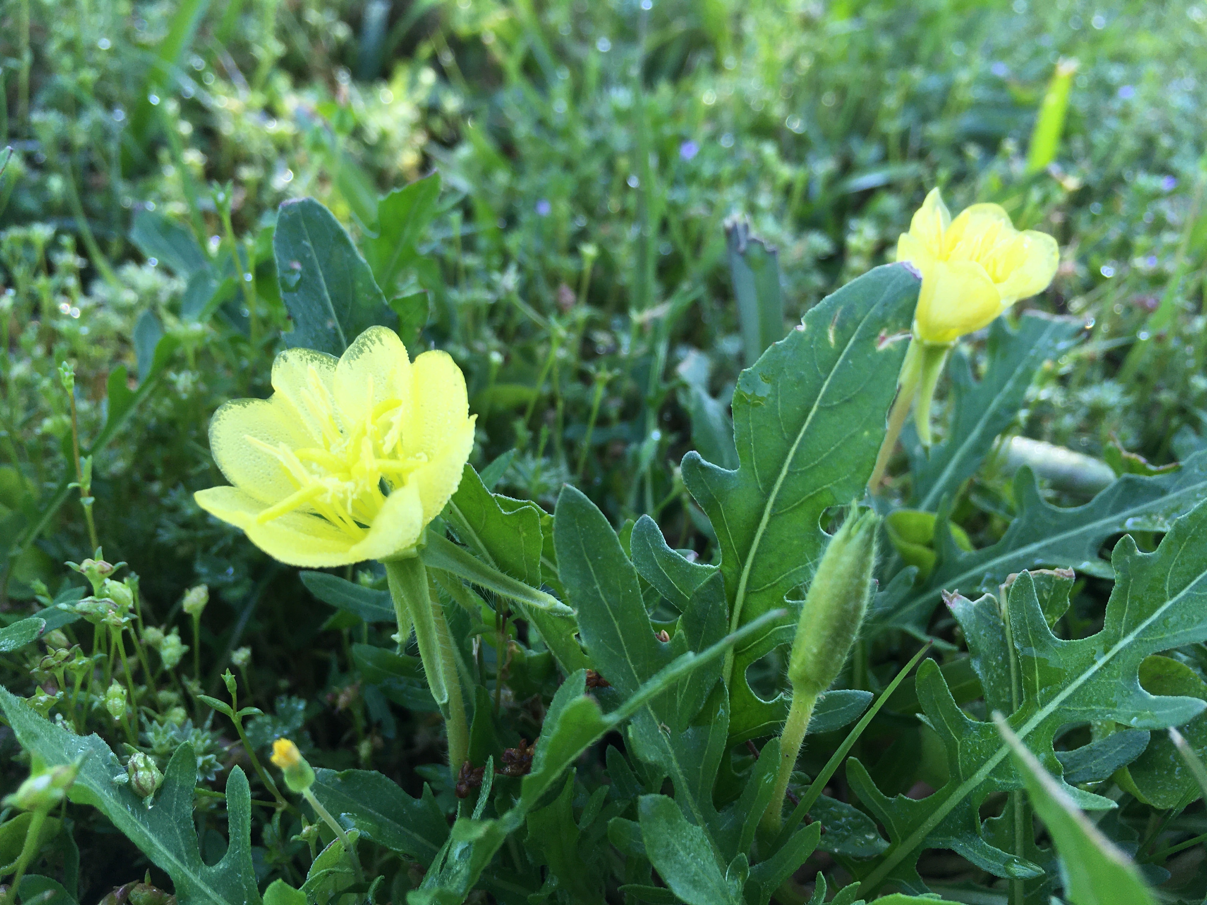 cutleaf evening primrose – light yellow and slightly translucent wildflowers against sea of green foliage